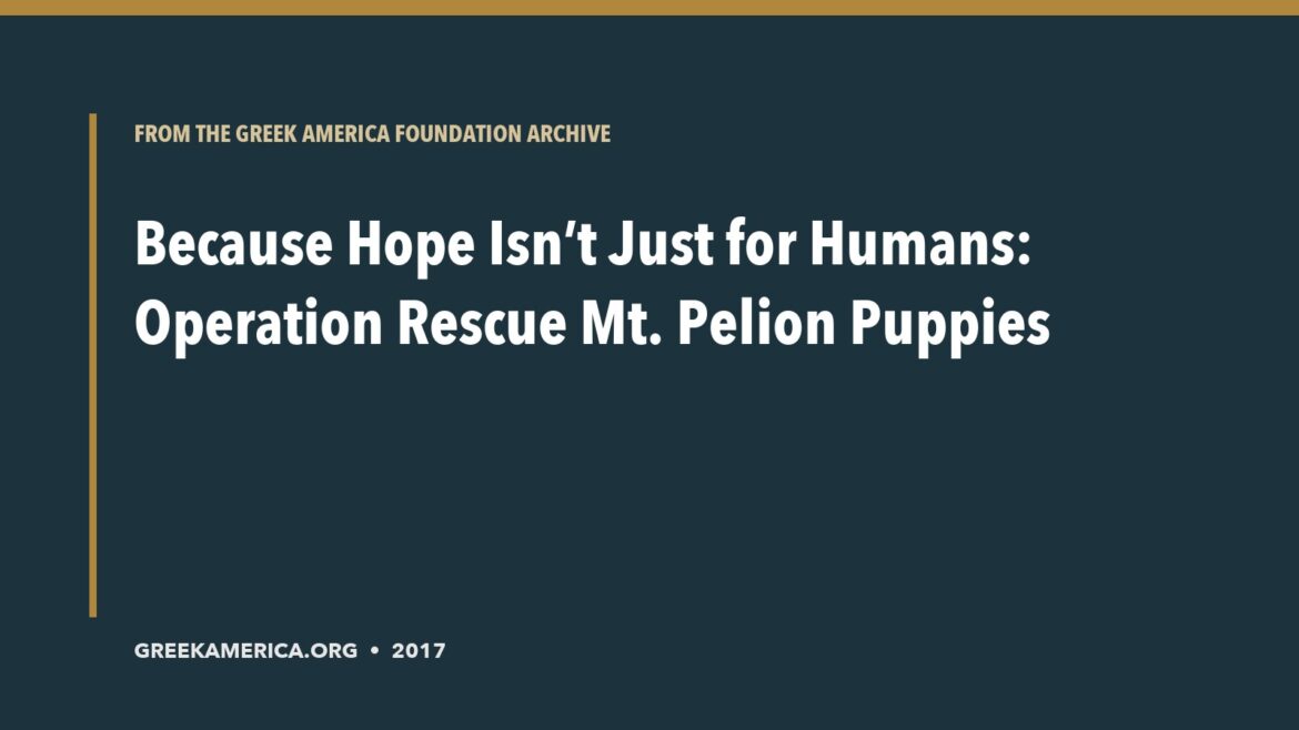 Archive title card for Because Hope Isn’t Just for Humans: Operation Rescue Mt. Pelion Puppies