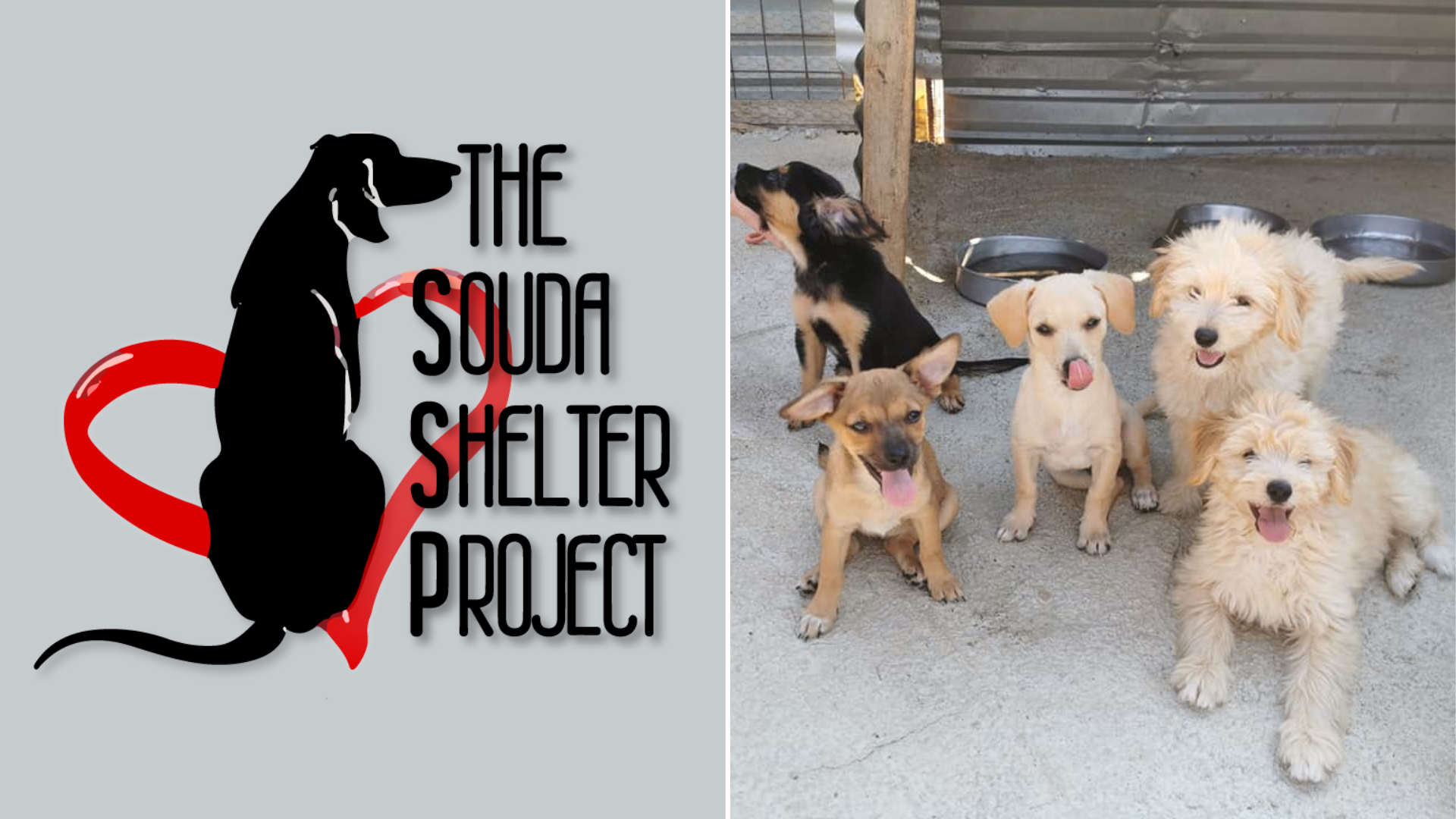 Souda Animal Shelter - Greek America Foundation
