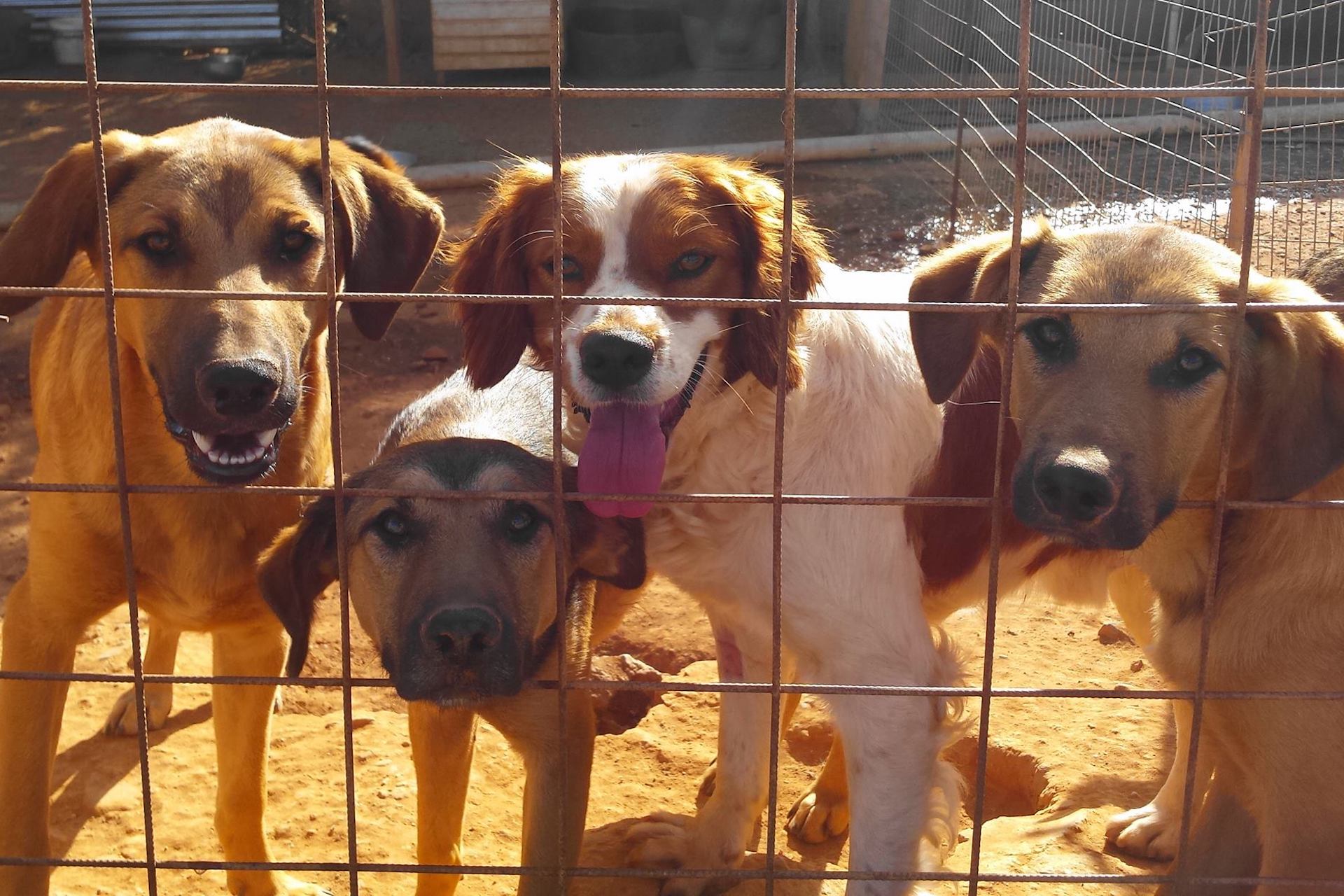 Announcing Our Adoption of Souda Animal Welfare Shelter in Crete - Greek  America Foundation