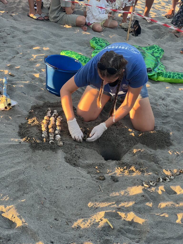 A volunteer examines a sea turtle nest on a Chania beach.